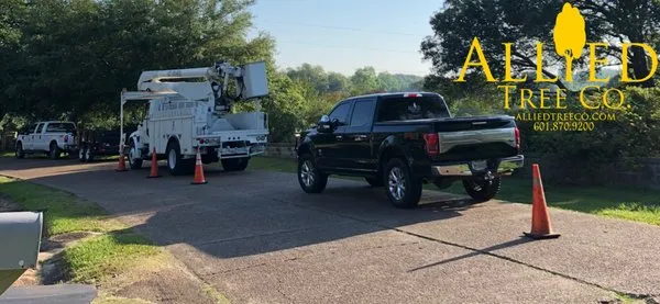 Allied Tree Company Logo