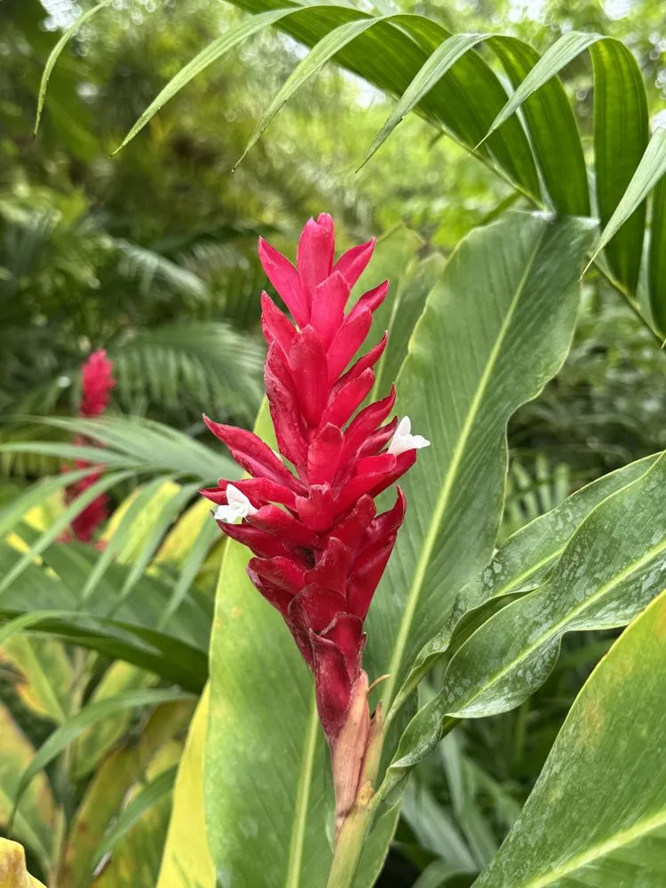 Local yard maintenance for year-round maintenance across Boca Raton, FL - Alligator Landscaping