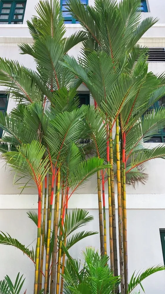 Trusted yard maintenance for year-round maintenance across Boca Raton, FL - Alligator Landscaping