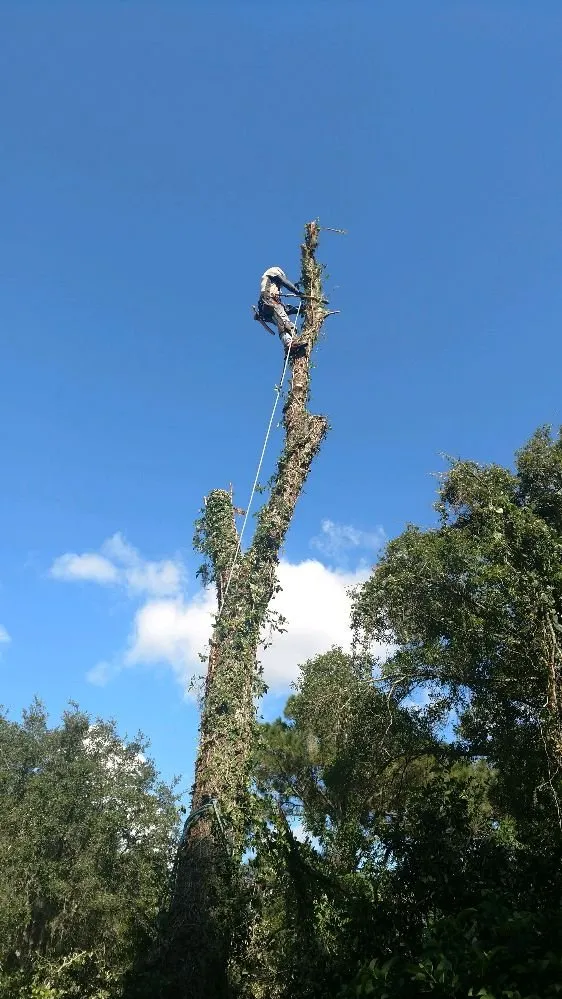 Reliable lawn mowing service for homes in Sarasota, FL by Alligator Tree Service