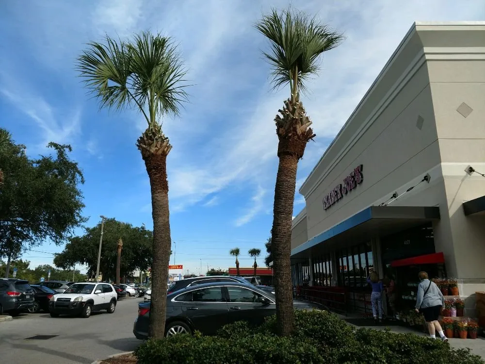 Professional residential landscaping in Sarasota, FL - Alligator Tree Service