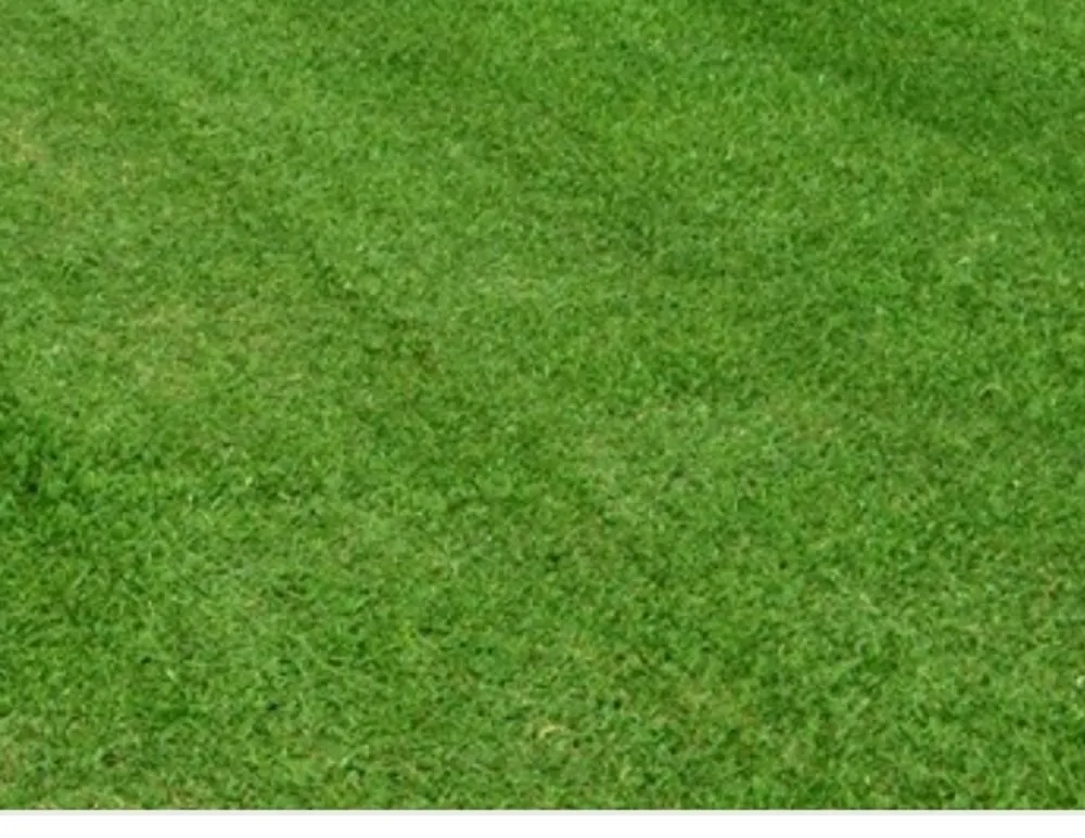 Expert garden landscaping experts serving Sarasota, FL - Alligator Tree Service