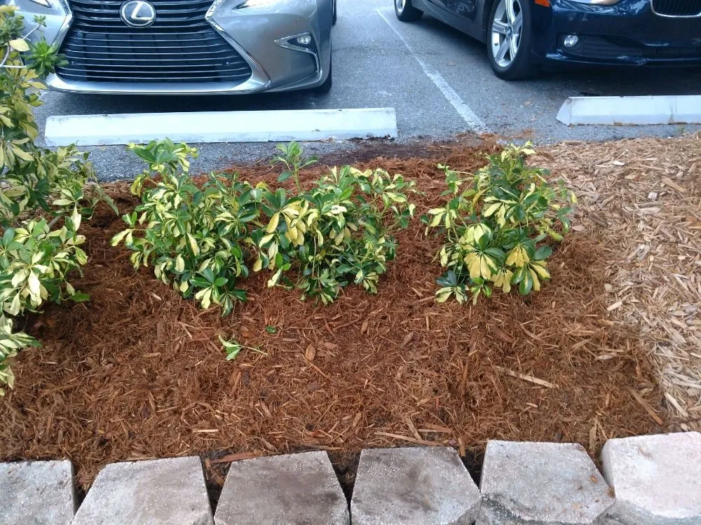 Custom landscaping services experts serving Sarasota, FL - Alligator Tree Service