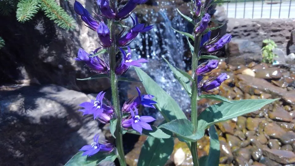 Custom yard cleanup service in Cincinnati, OH - Allison Landscaping