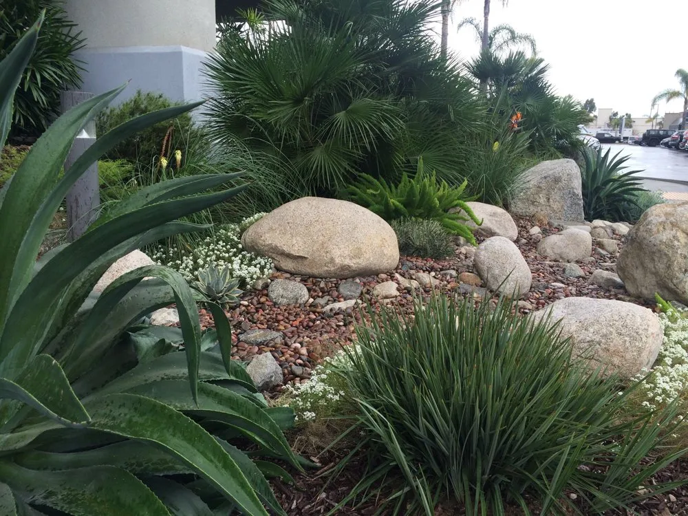Reliable yard cleanup service in San Diego, CA - Allison Landscaping