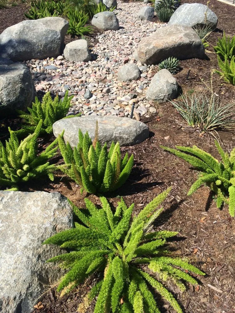 Local residential landscaping in San Diego, CA - Allison Landscaping