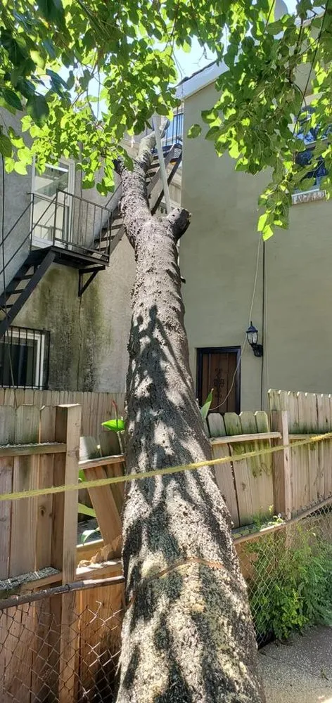 Custom landscape design in Baltimore, MD by Allison Tree Services