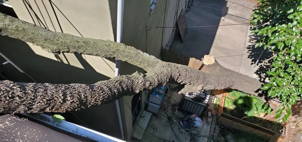 Trusted landscape design in Baltimore, MD by Allison Tree Services