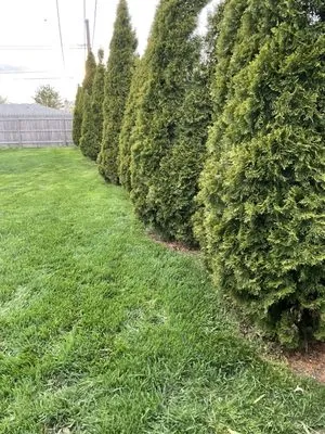 Allison's Landscaping & Lawn Care Logo