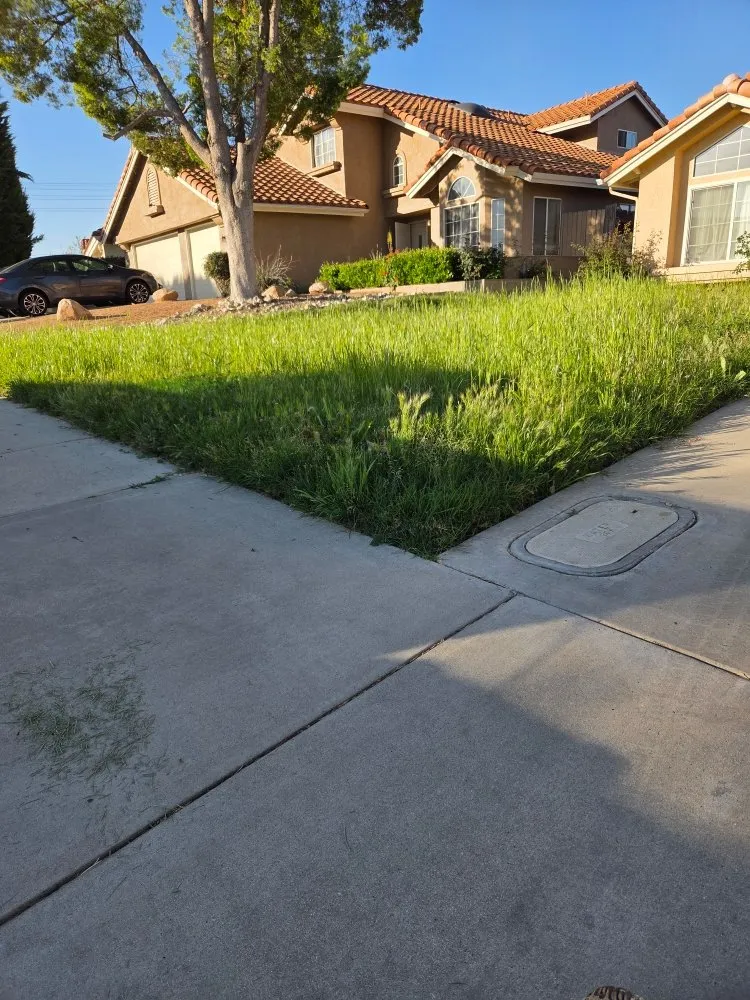 Expert yard maintenance with custom design in Hemet, CA by Allscape Landscape