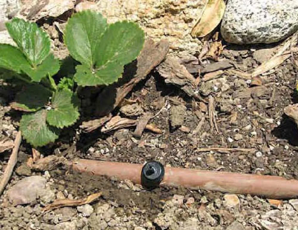 Custom garden landscaping for year-round maintenance across Lakemoor, IL - Allscape Services