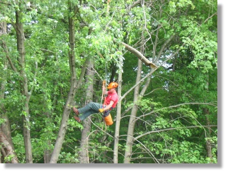 Expert garden landscaping experts serving Plymouth, MA - Allscape Tree & Turf Services