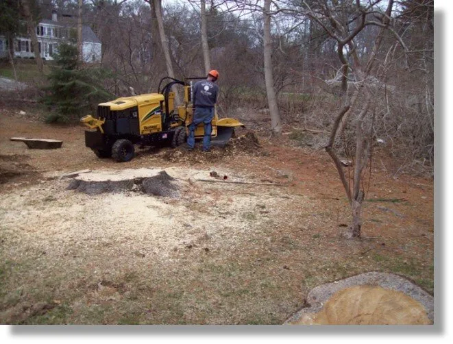 Reliable yard cleanup service experts serving Plymouth, MA - Allscape Tree & Turf Services