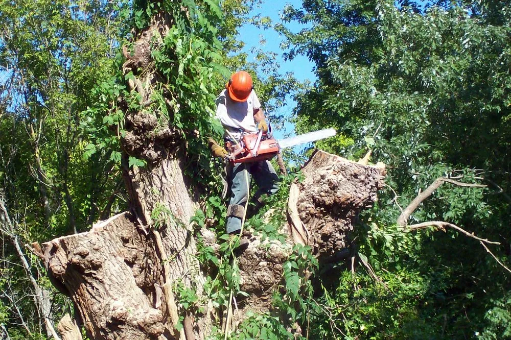 Local landscape design in Plymouth, MA by Allscape Tree & Turf Services