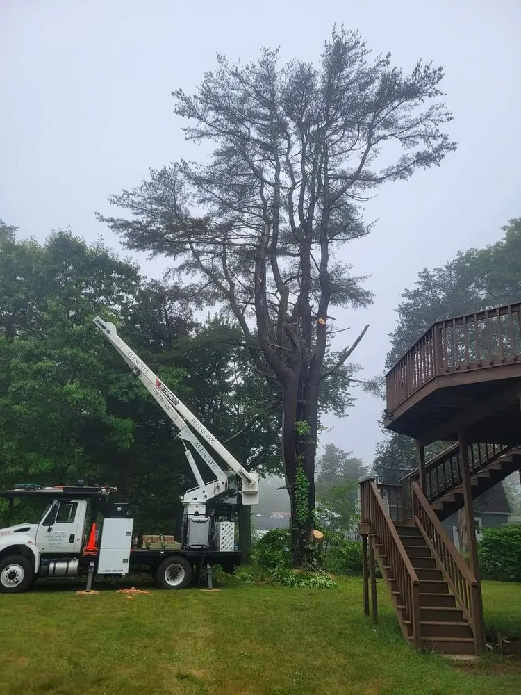 Professional yard maintenance for residential properties across Plymouth, MA - Allscape Tree & Turf Services