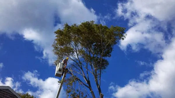 Allscape Tree & Turf Services