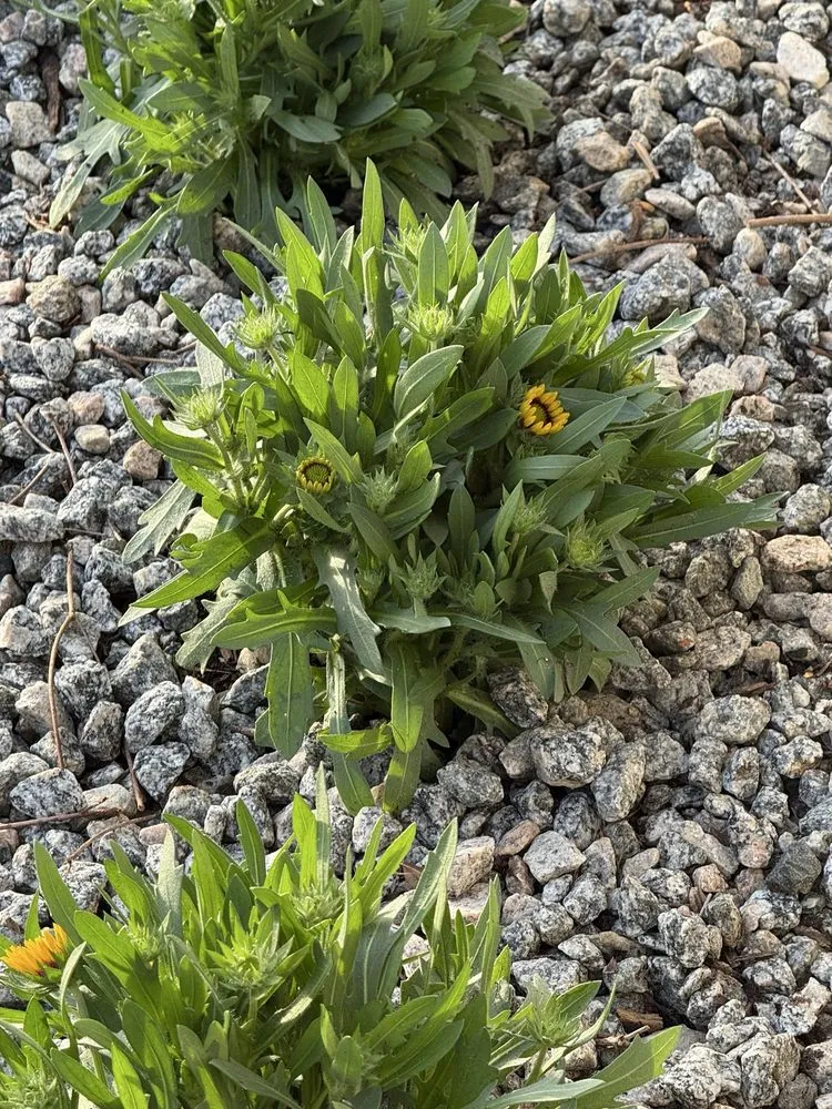 Affordable garden landscaping for year-round maintenance in Deltona, FL by AllStarr Rands Landscaping