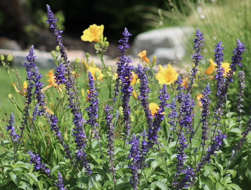 Affordable garden landscaping for outdoor upgrades in Lewisville, TX by Allstate Landscape