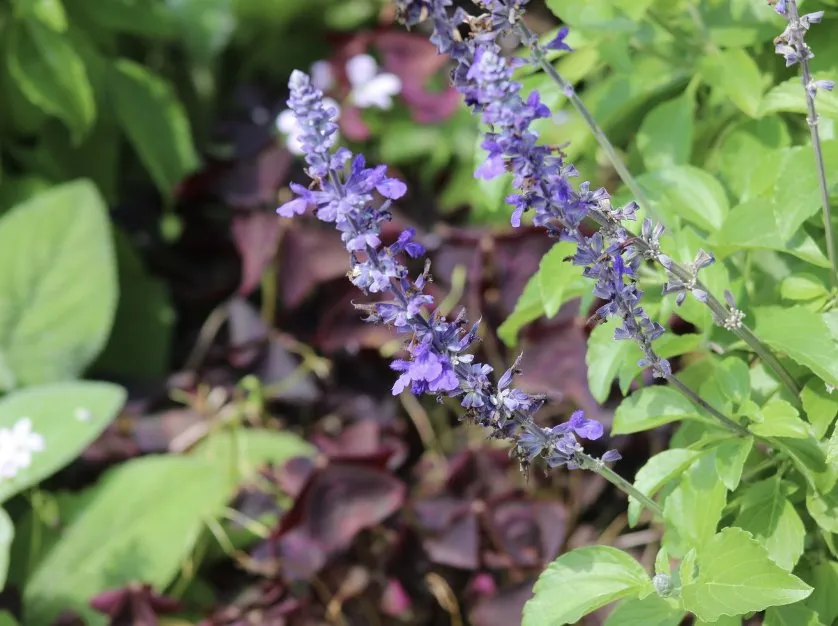 Trusted landscaping services for outdoor upgrades in Lewisville, TX by Allstate Landscape