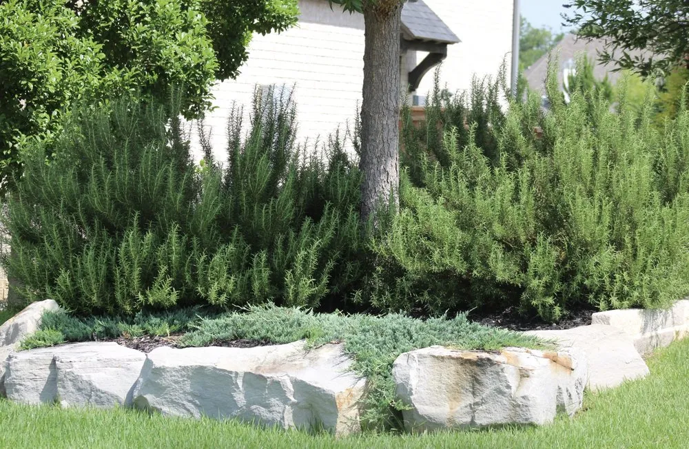 Trusted residential landscaping experts serving Lewisville, TX - Allstate Landscape