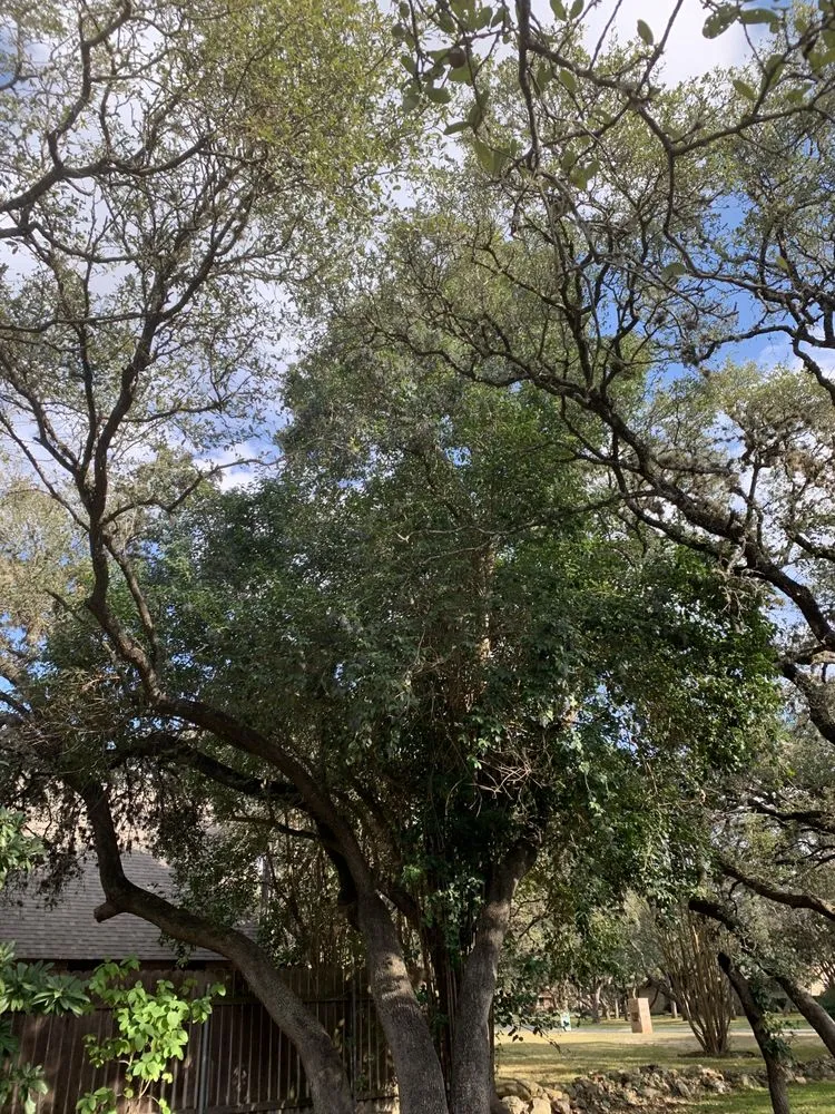 Expert garden landscaping experts serving Castroville, TX - Allsups Landscaping