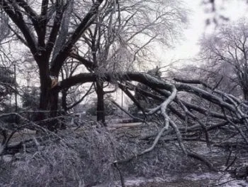 Alltech Tree & Landscaping Logo