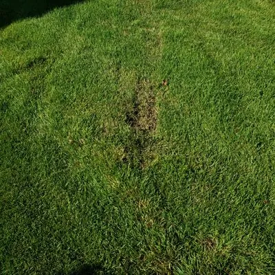 Alluring Lawn Service Logo