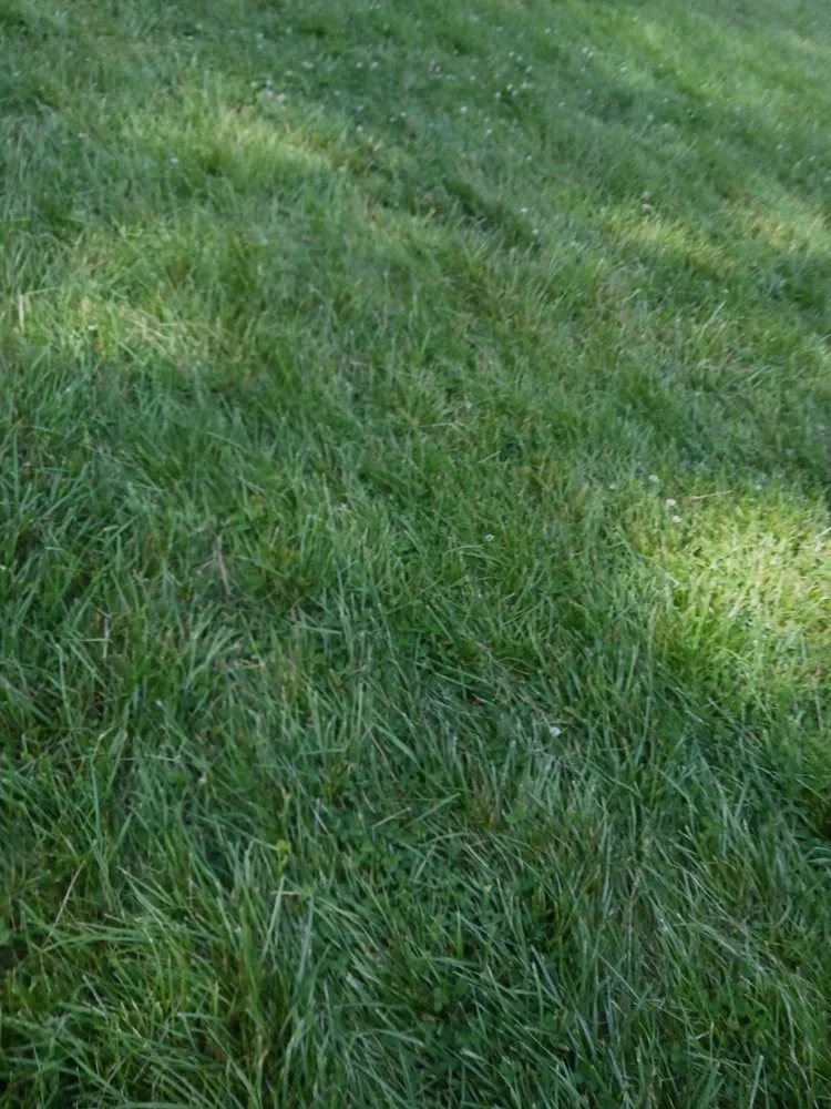 Expert lawn care service for year-round maintenance across Fairless Hills, PA - Alluring Tree and Land