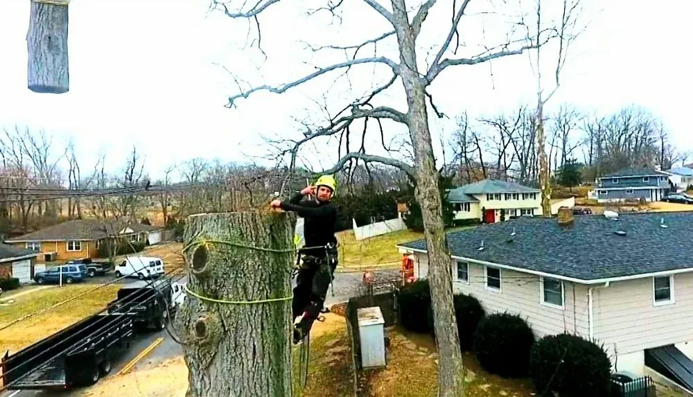 Top-rated yard cleanup service for residential properties in Fairless Hills, PA by Alluring Tree and Land