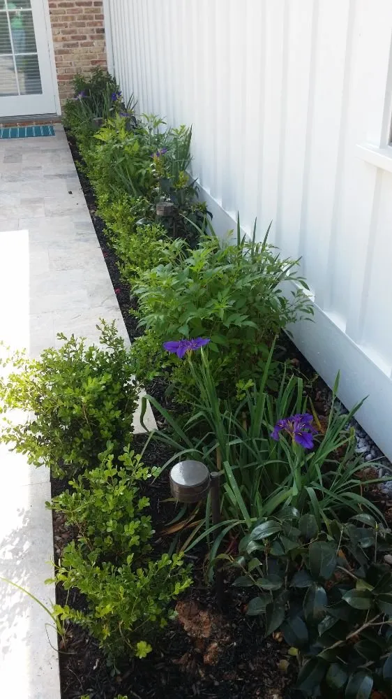 Professional landscape installation for homes in Manvel, TX by Alluring Vistas Landscape & Irrigation