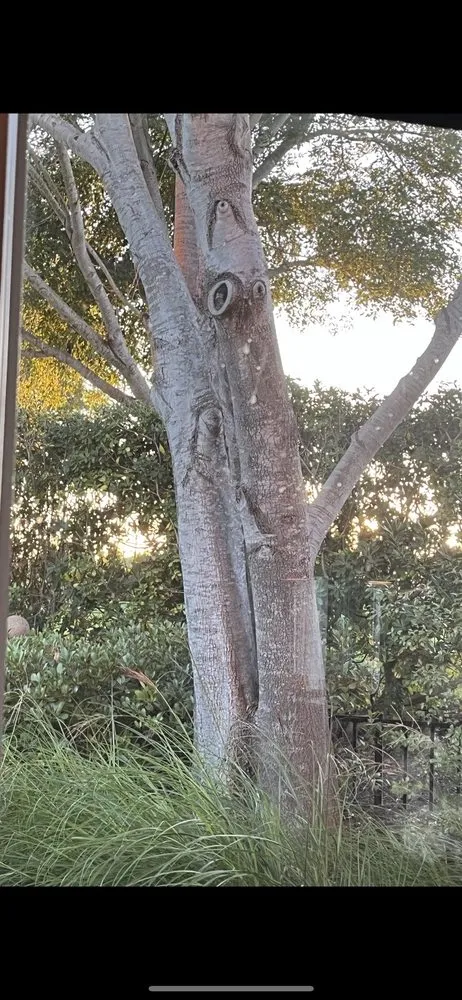 Local yard cleanup service in Santa Maria, CA by Allweather Landscape