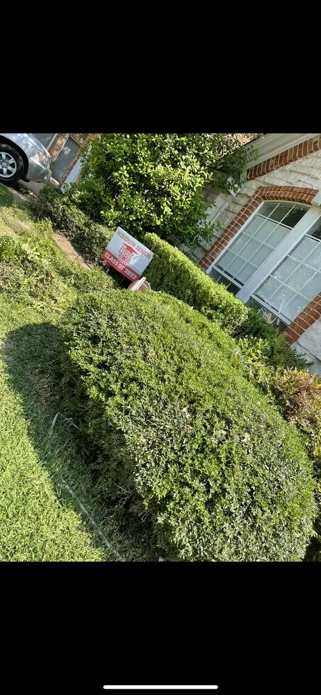 Reliable outdoor landscaping for year-round maintenance across Van, TX - Almanza's Landscaping