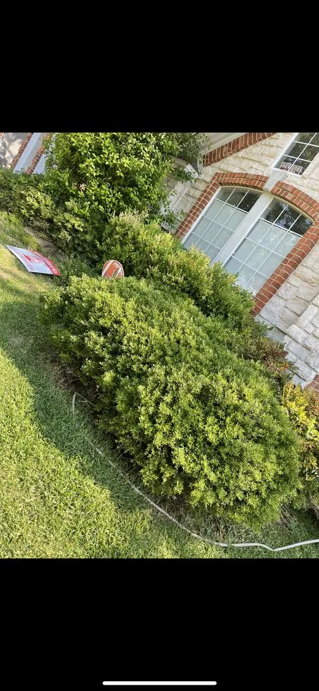 Custom landscape installation in Van, TX - Almanza's Landscaping