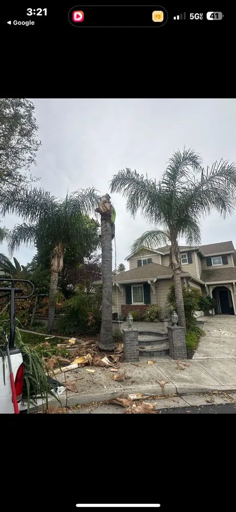 Affordable lawn care service for homes in Pittsburg, CA by Almaraz Landscape