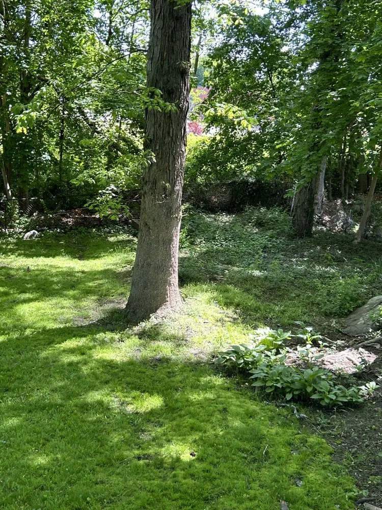 Local lawn mowing service for homes in Randolph, MA by Almeida Lawn Care Services