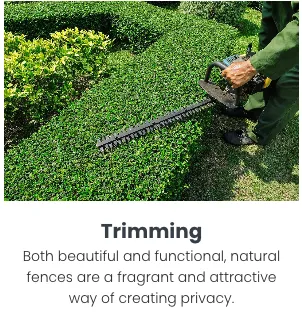 Expert yard maintenance for residential properties across Randolph, MA - Almeida Lawn Care Services