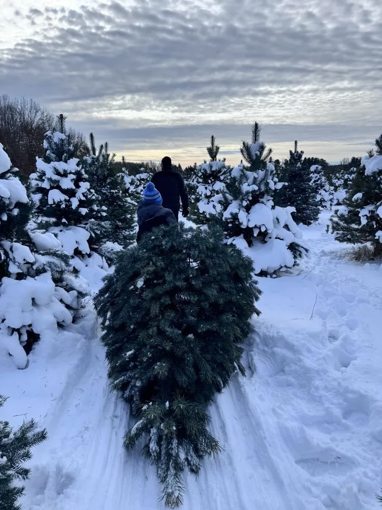 Reliable landscape installation in Mattawan, MI - Almena Pines