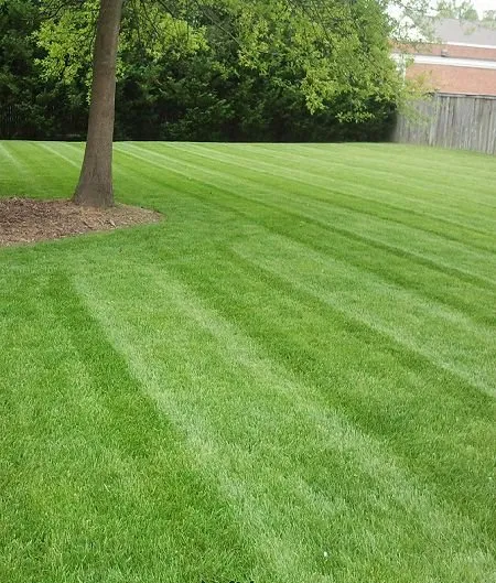 Affordable landscape design in Alexandria, VA - Almengor's Handyman & Landscaping