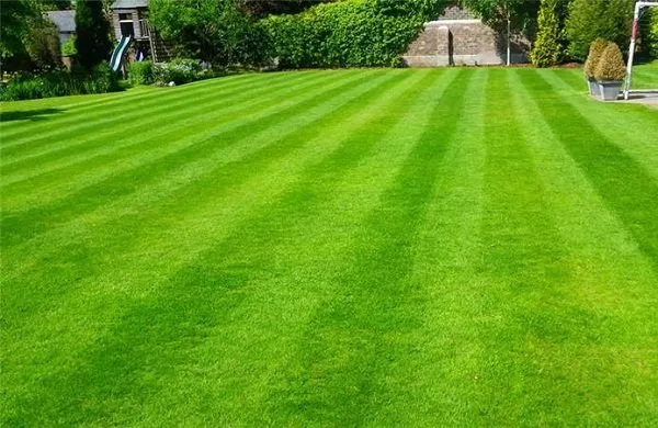 Reliable lawn care service for year-round maintenance across Alexandria, VA - Almengor's Handyman & Landscaping