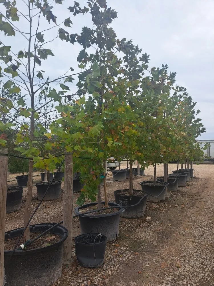 Professional lawn mowing service in Lexington, TX by Almighty Landscaping Service