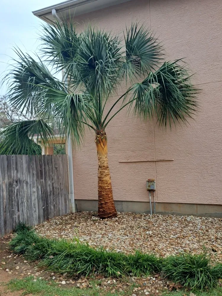 Affordable lawn mowing service experts serving Lexington, TX - Almighty Landscaping Service