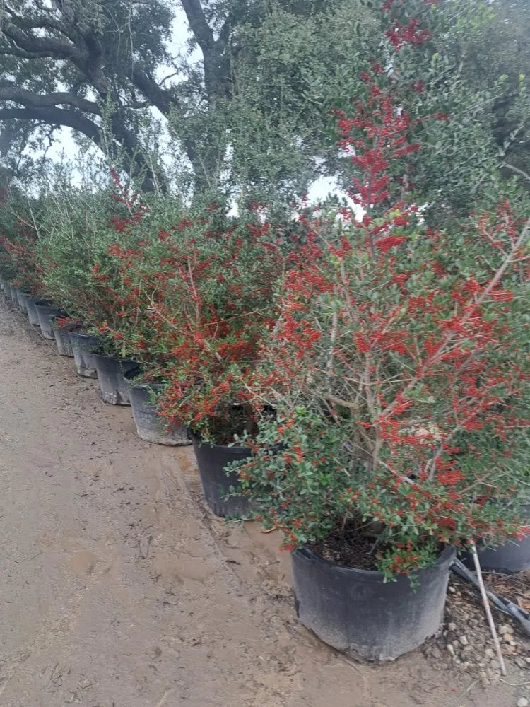 Affordable garden landscaping experts serving Lexington, TX - Almighty Landscaping Service