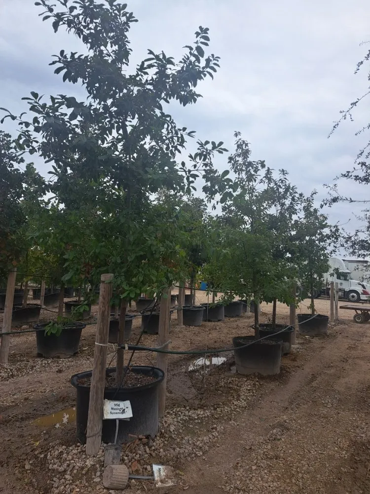 Expert lawn mowing service experts serving Lexington, TX - Almighty Landscaping Service