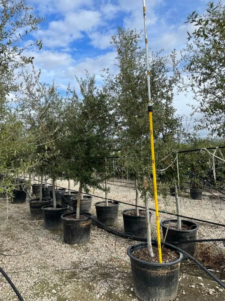 Trusted landscaping services for beautiful yards in Lexington, TX by Almighty Landscaping Service