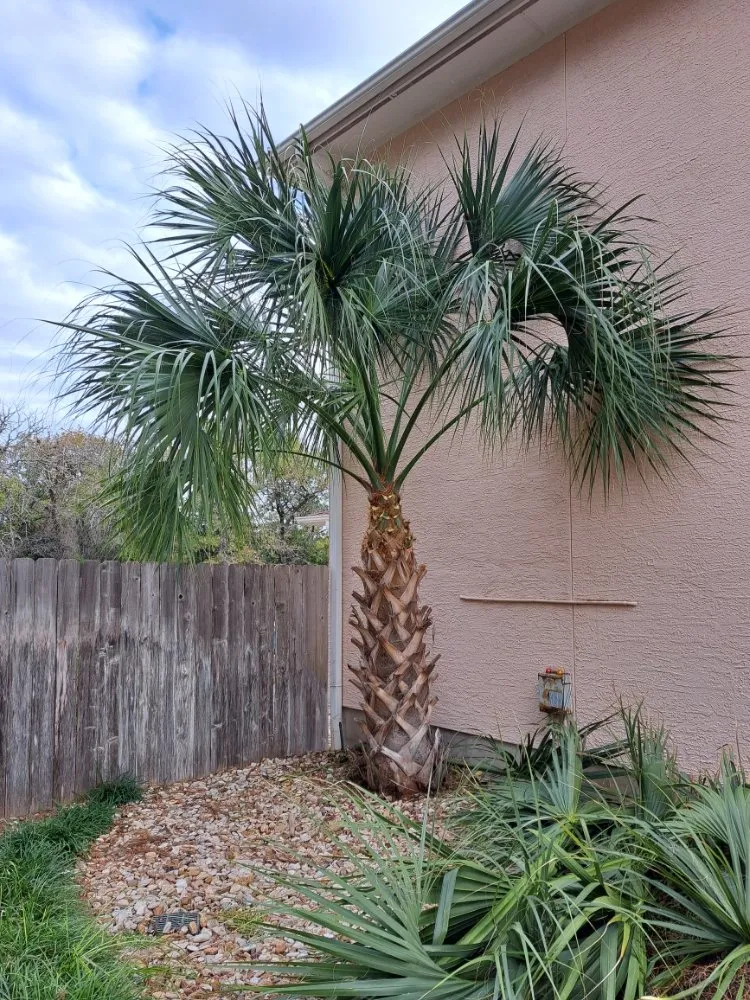 Professional lawn care service in Lexington, TX - Almighty Landscaping Service