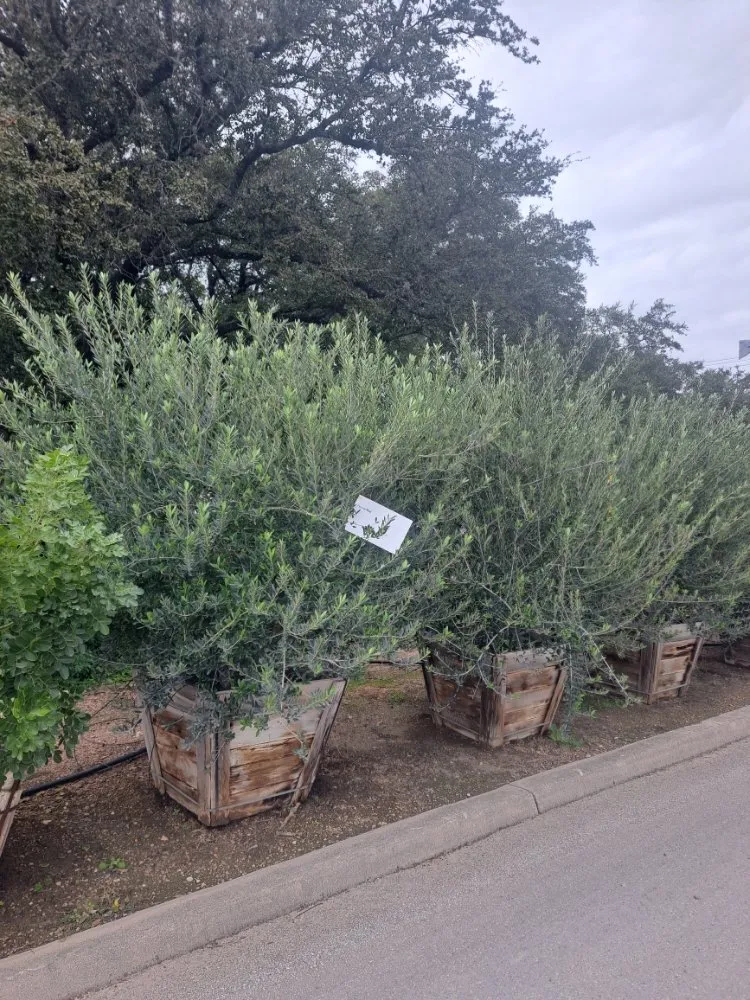 Trusted outdoor landscaping with custom design across Lexington, TX - Almighty Landscaping Service