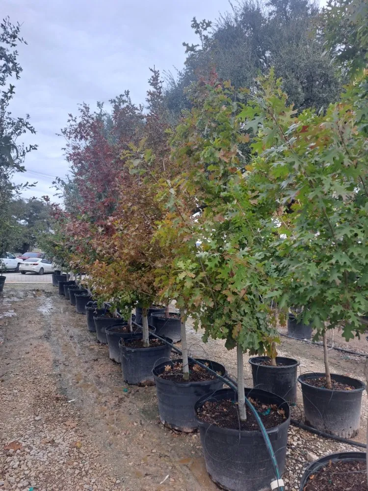 Trusted landscaping services for residential properties in Lexington, TX by Almighty Landscaping Service