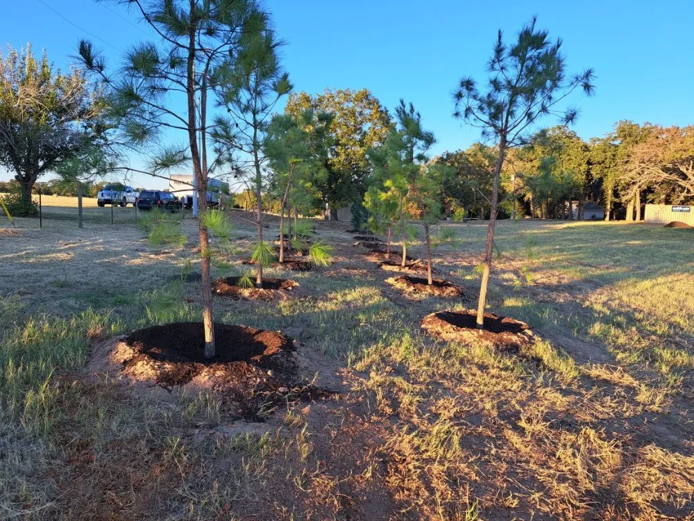 Top-rated residential landscaping in Lexington, TX by Almighty Landscaping Service