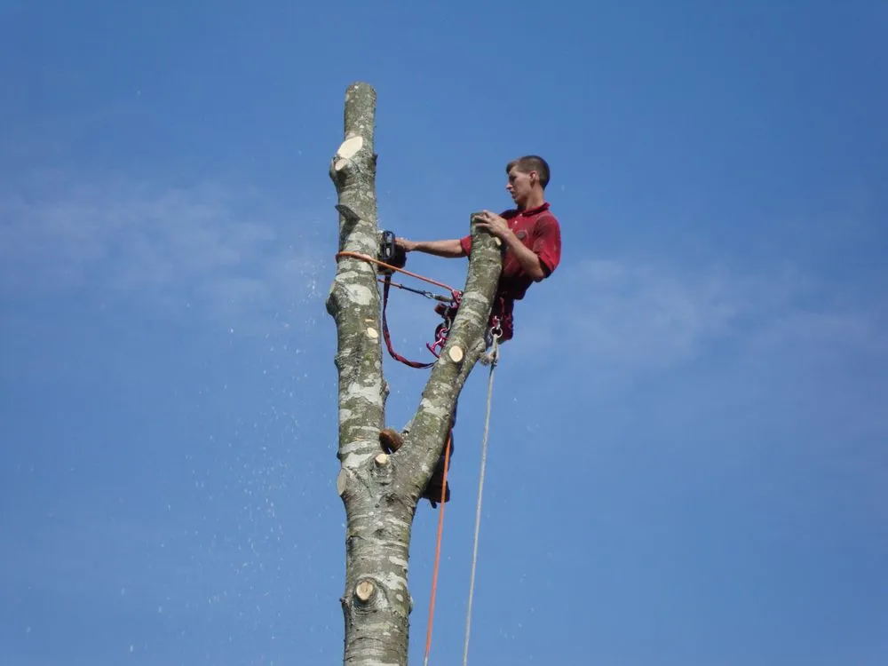 Top-rated yard cleanup service in Saint Simons Island, GA - Almighty Tree Service