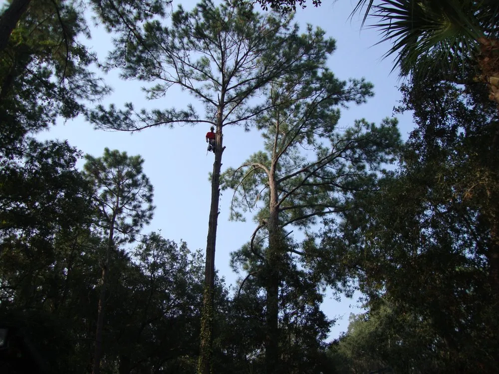 Custom lawn care service in Saint Simons Island, GA - Almighty Tree Service